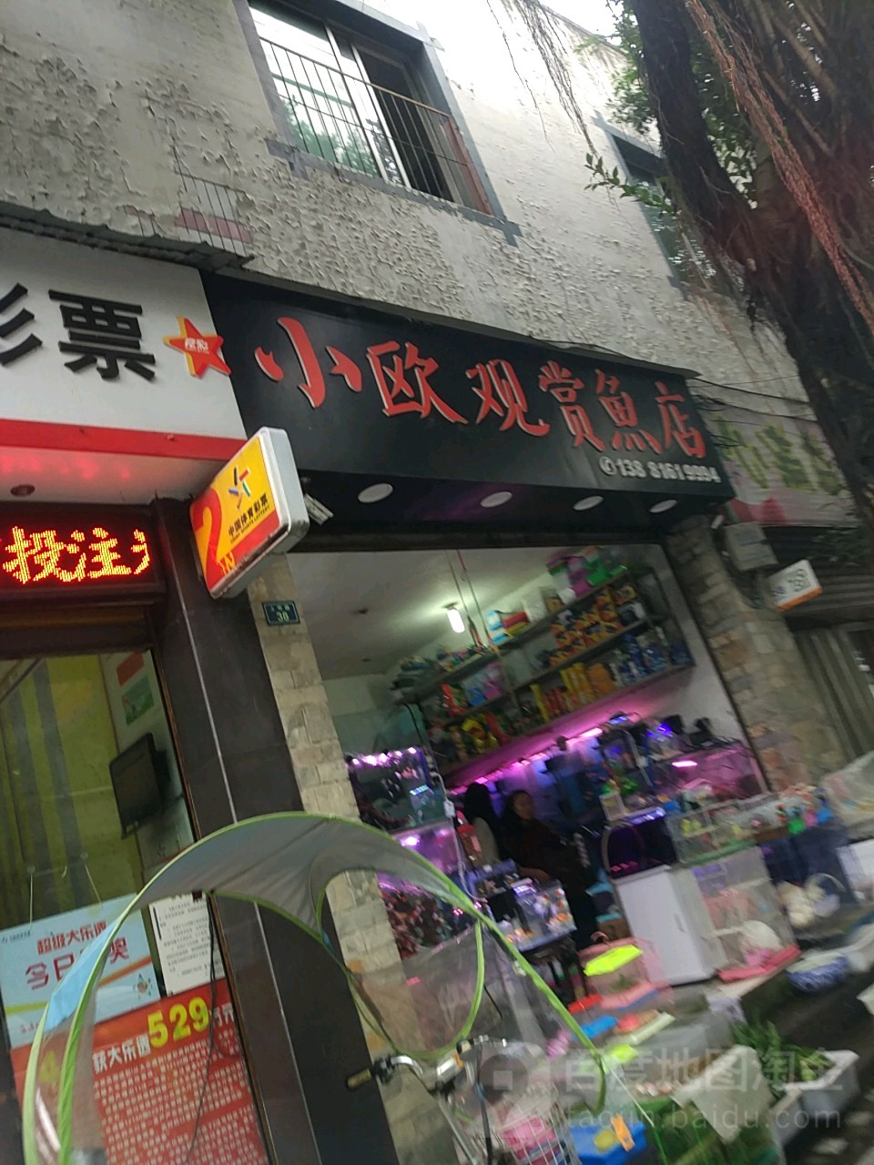 小欧观赏鱼店