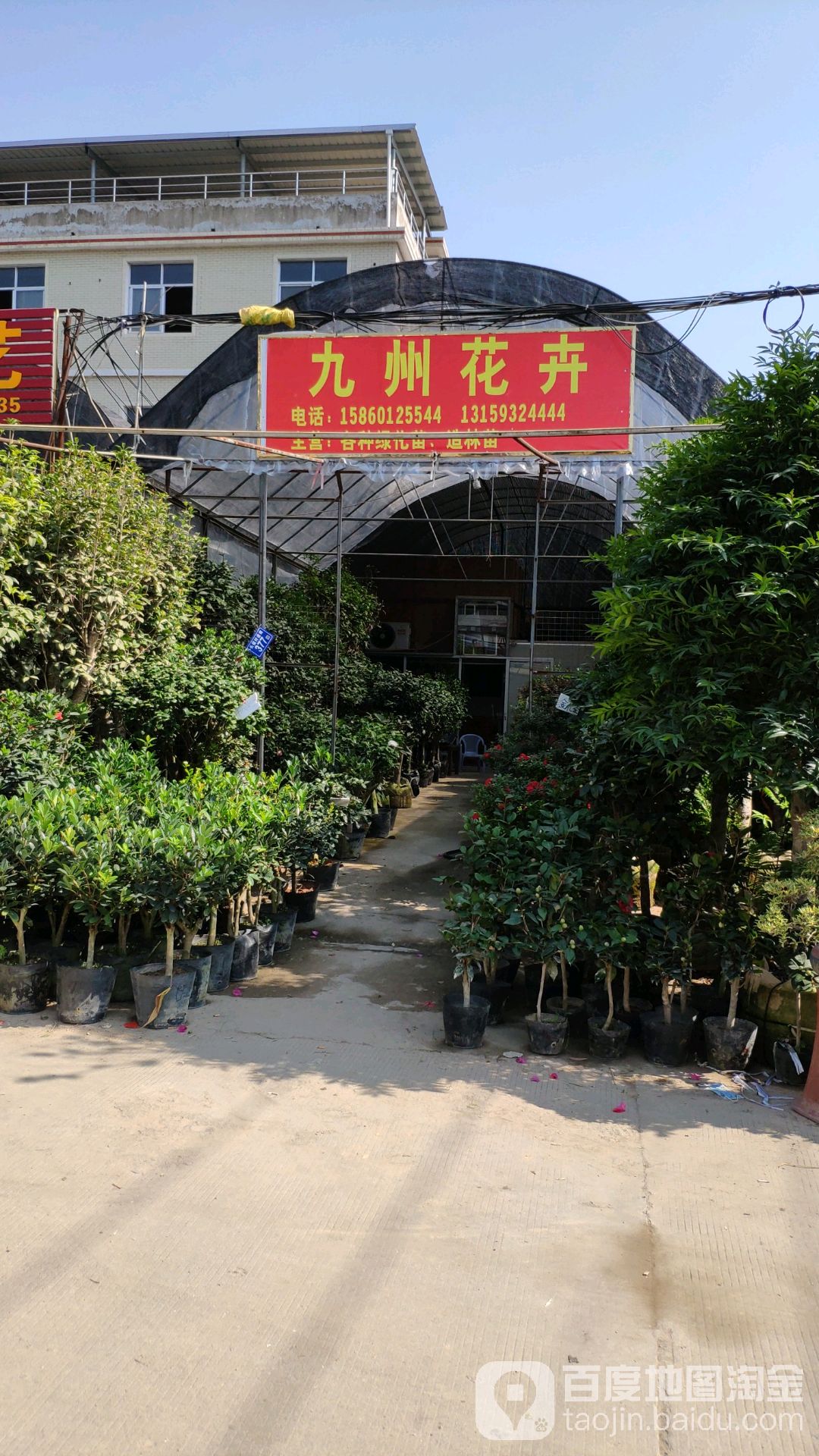 九州花卉