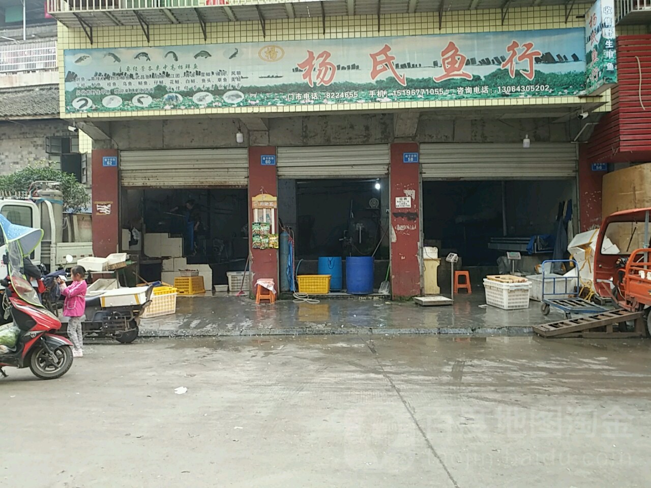 杨氏鱼行