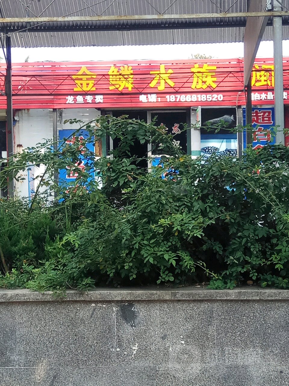 金鳞水景(邹城市花鸟鱼虫古玩市场店)