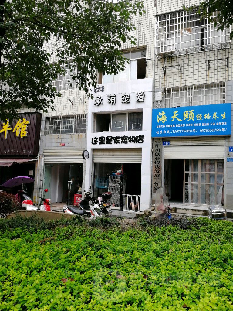 承萌宠爱