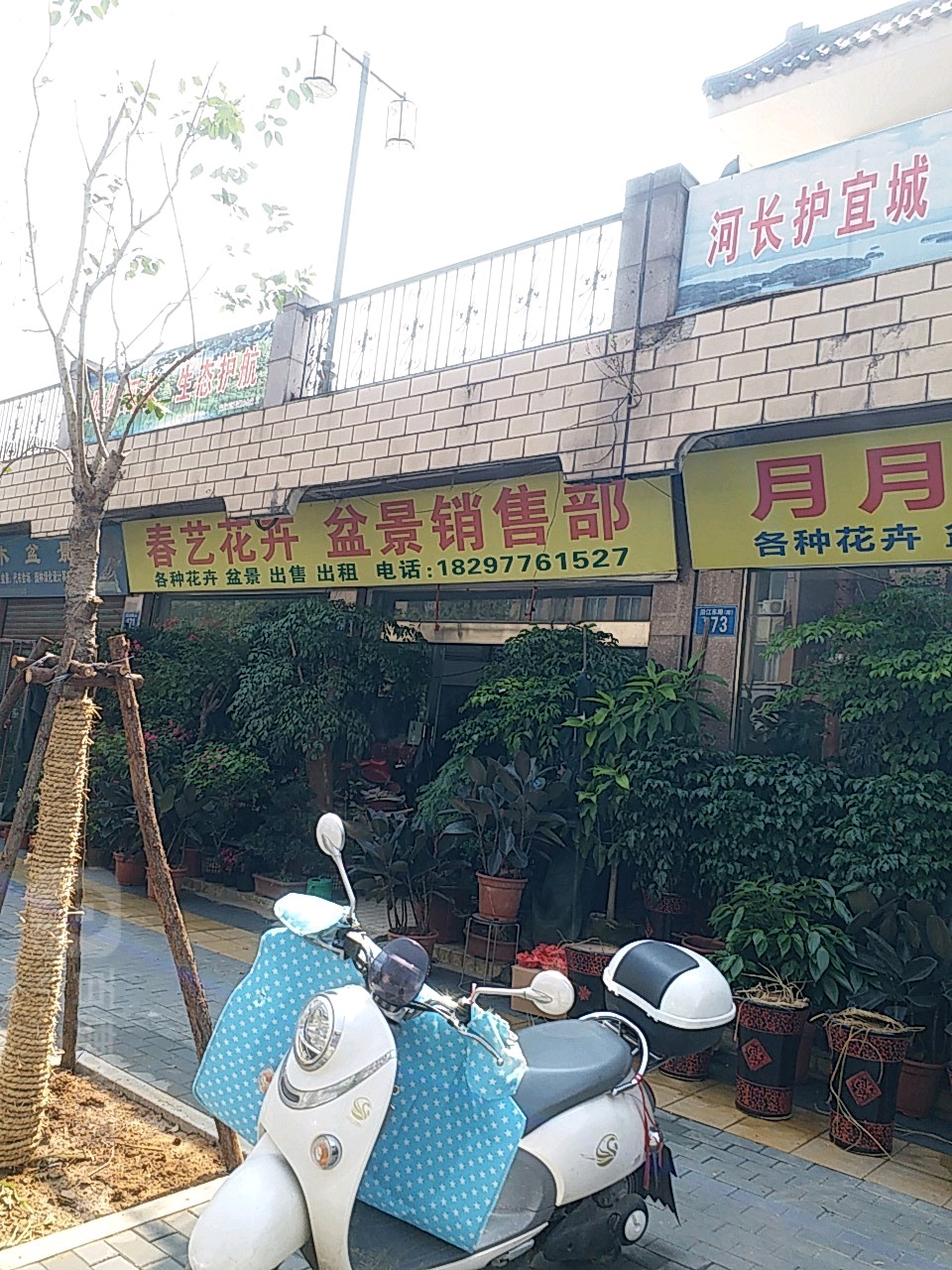 春艺花卉盆景销售处