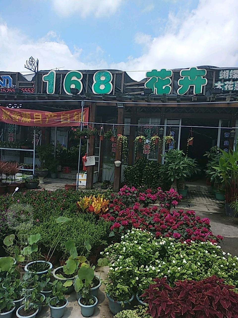 168花卉