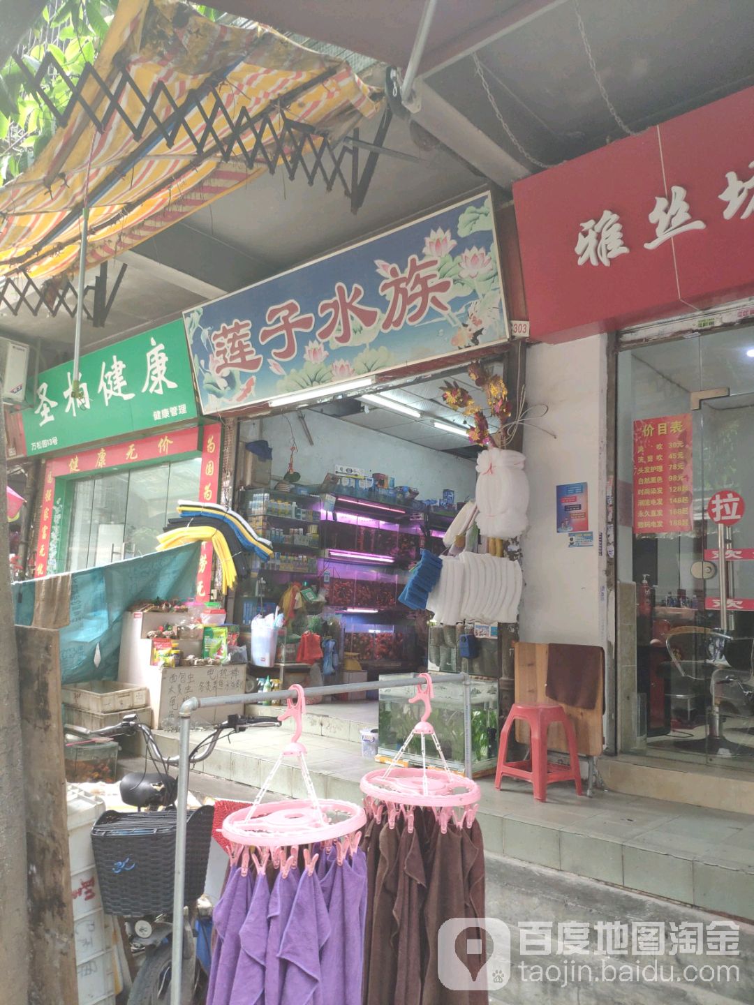 莲子水族