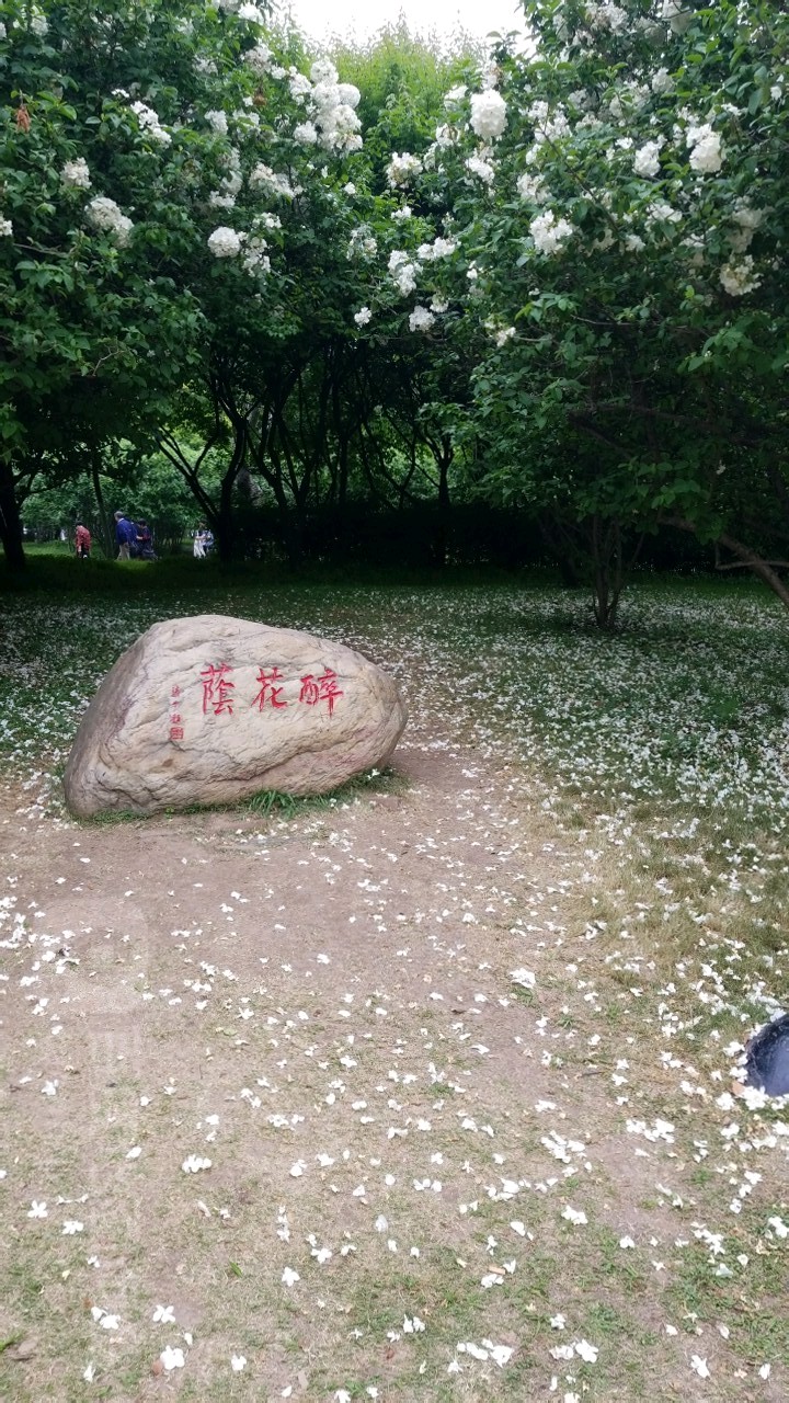 醉花荫