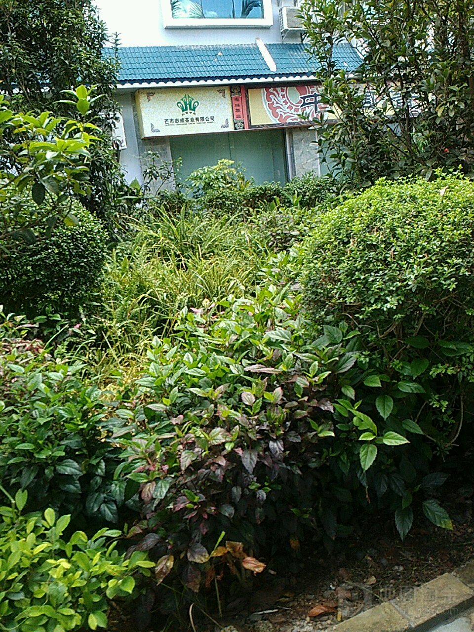 芒市志成茶业有限公司