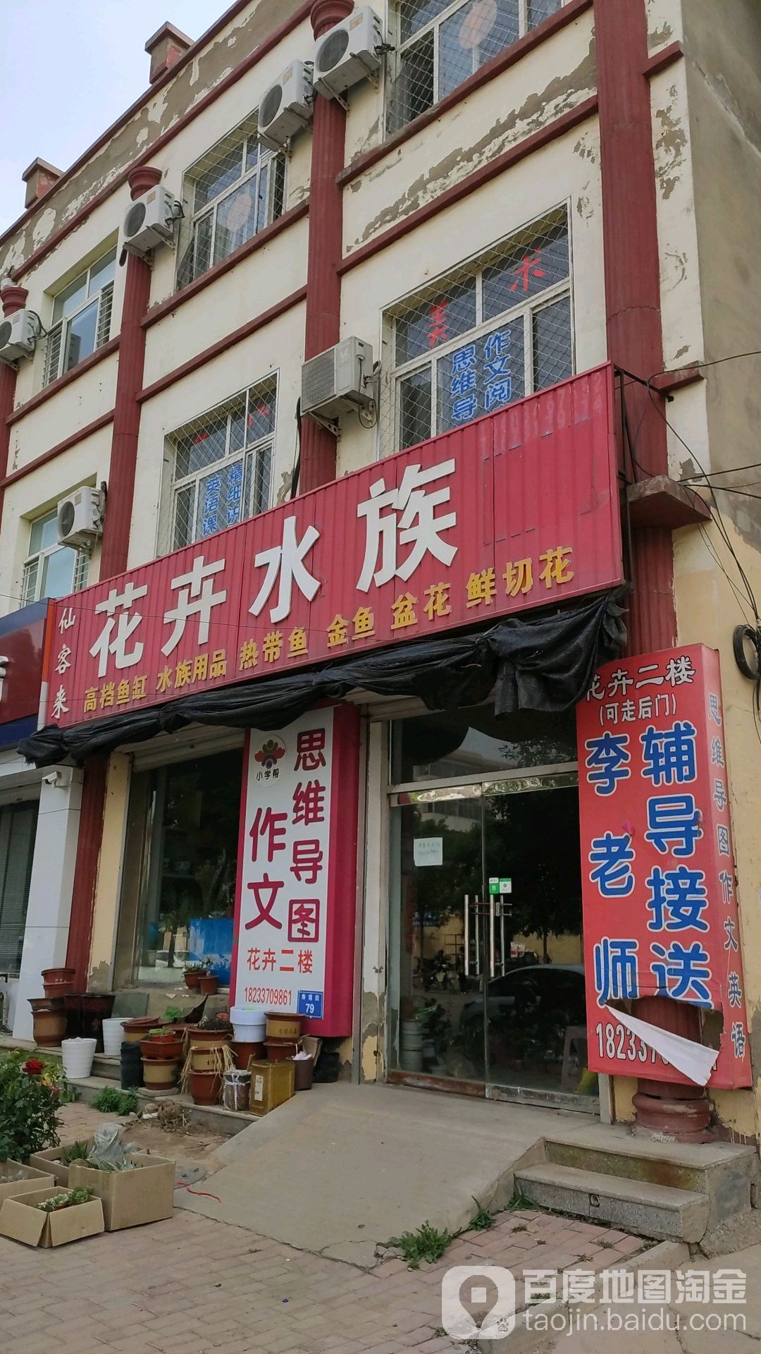 仙客来花卉水族