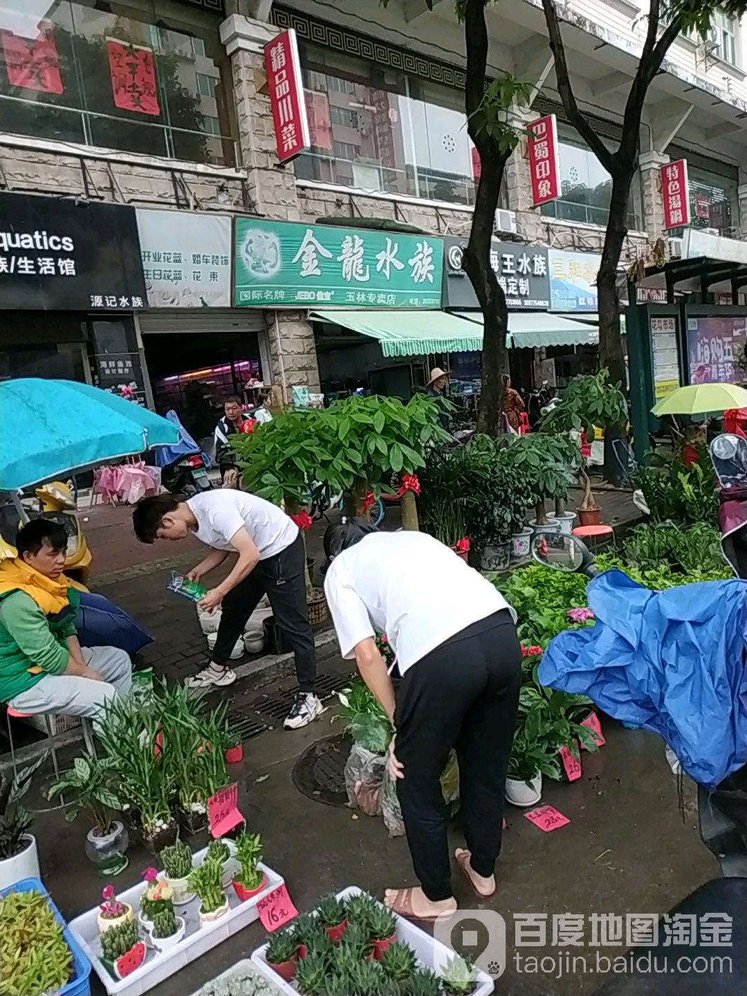 金龙水族(玉林专卖店)