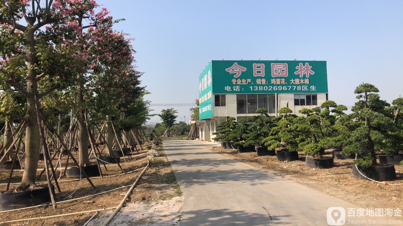 中山市今日园林花木场