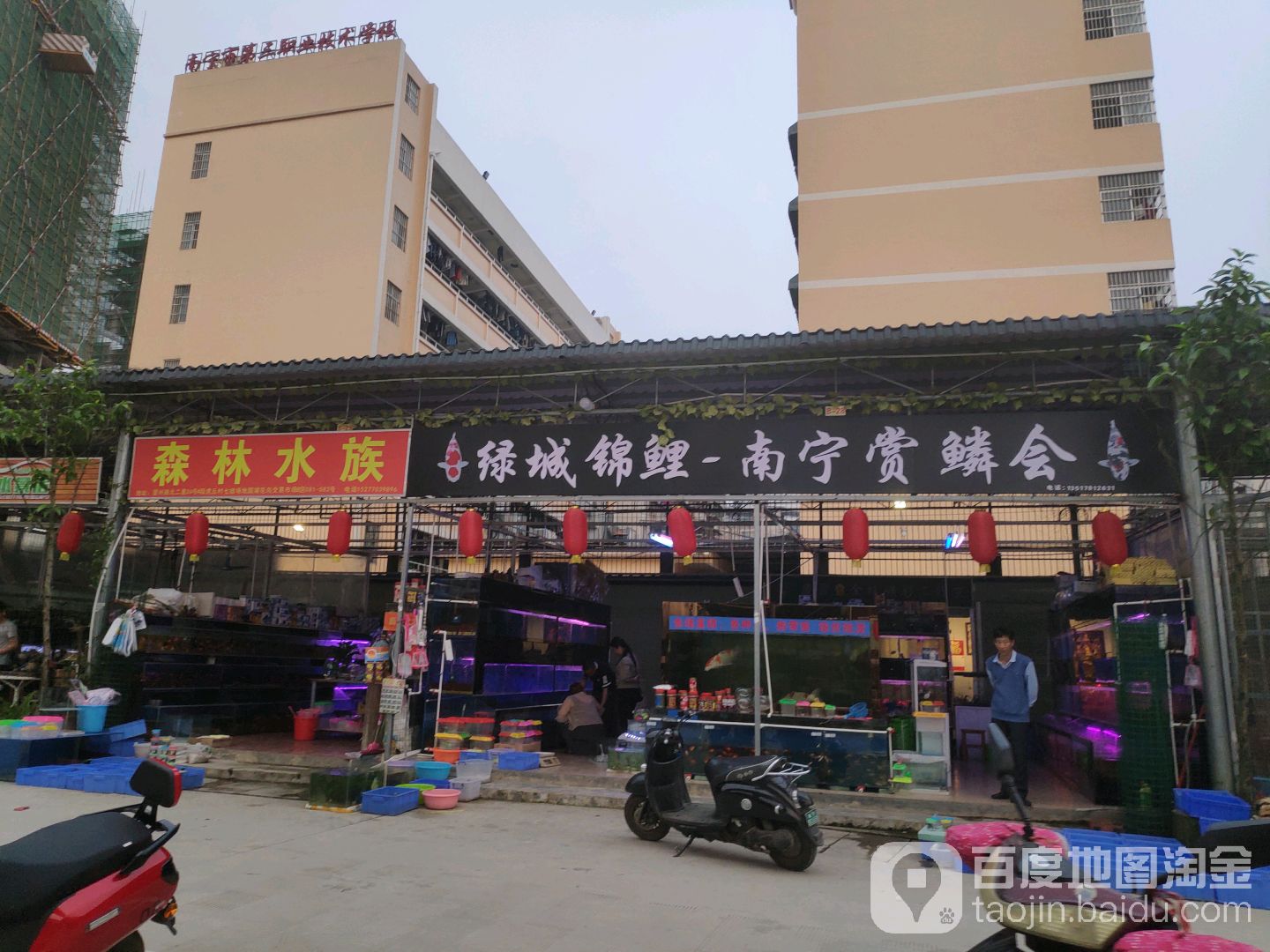 绿城锦鲤-南宁赏鳞会