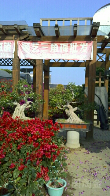 顺艺花卉