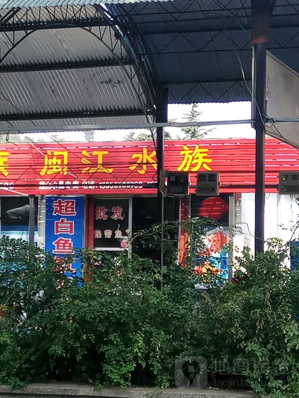 闽江水族(邹城市花鸟鱼虫古玩市场店)