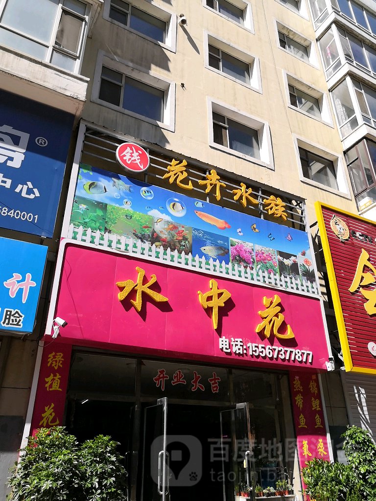 水中花花卉水族(人民路店)