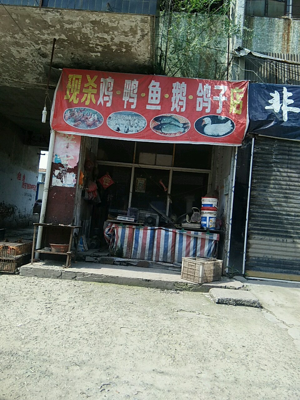 永城市现杀鸡鸭鱼鹅鸽子