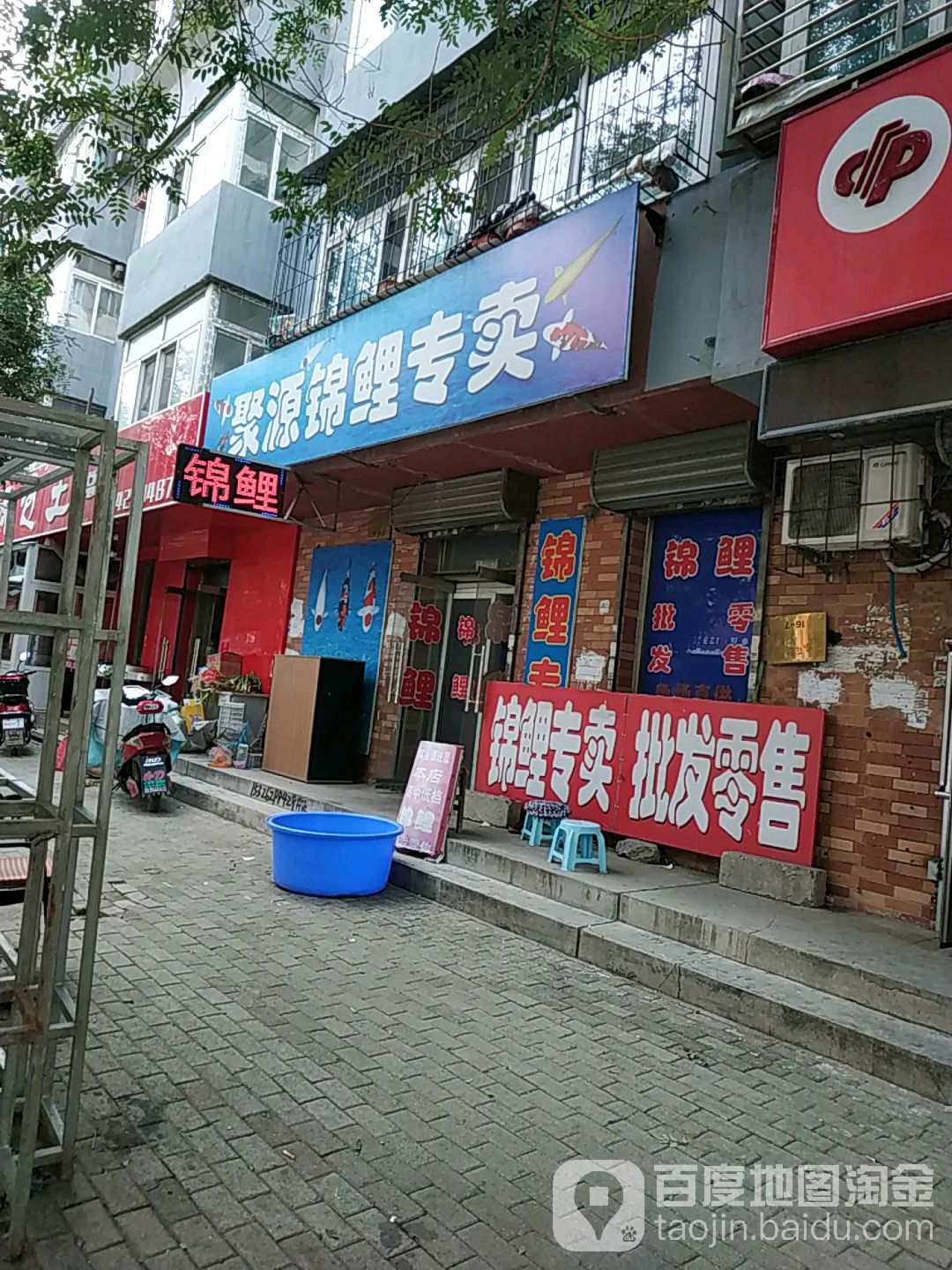 聚源锦鲤专卖
