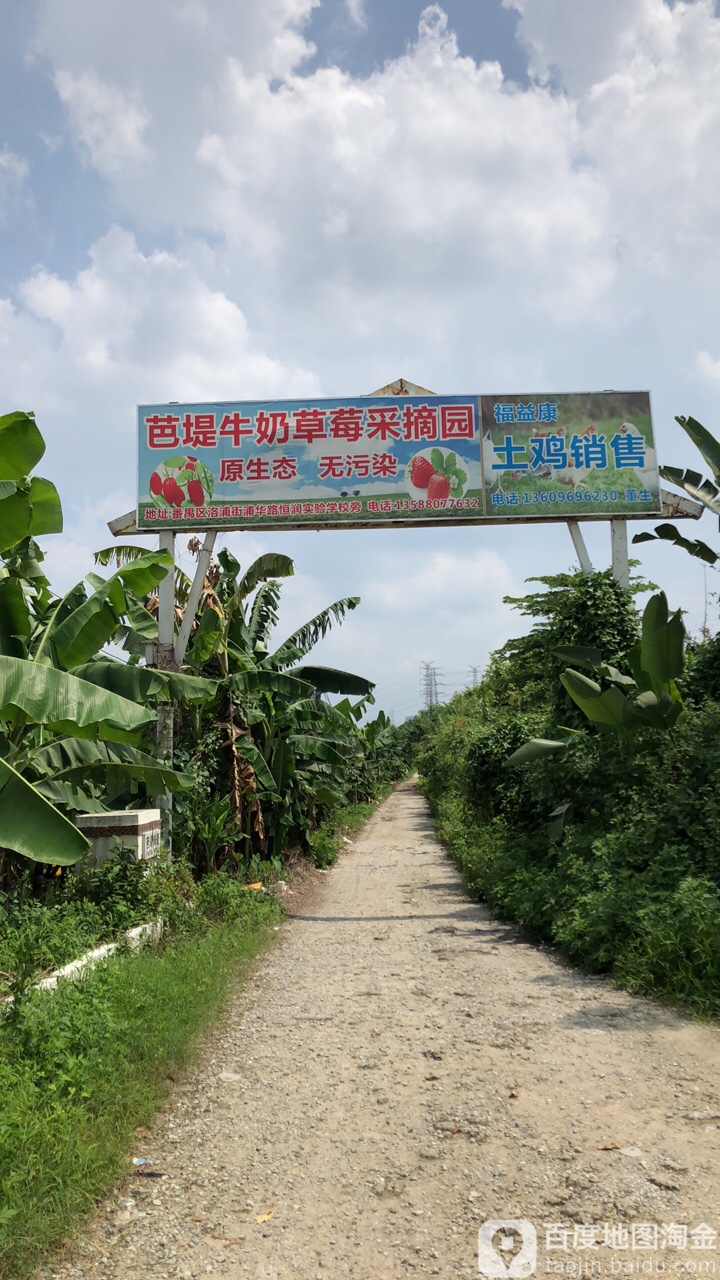 芭堤牛奶草莓采摘园,电话,路线,公交,地址,地图,预定,价格,团购,优惠