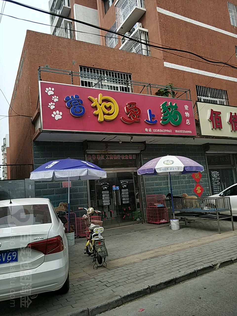 当狗爱上猫猫宠物店