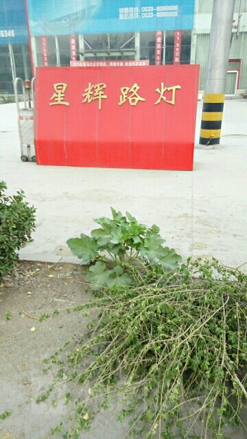 星辉灯具(山泉路店)