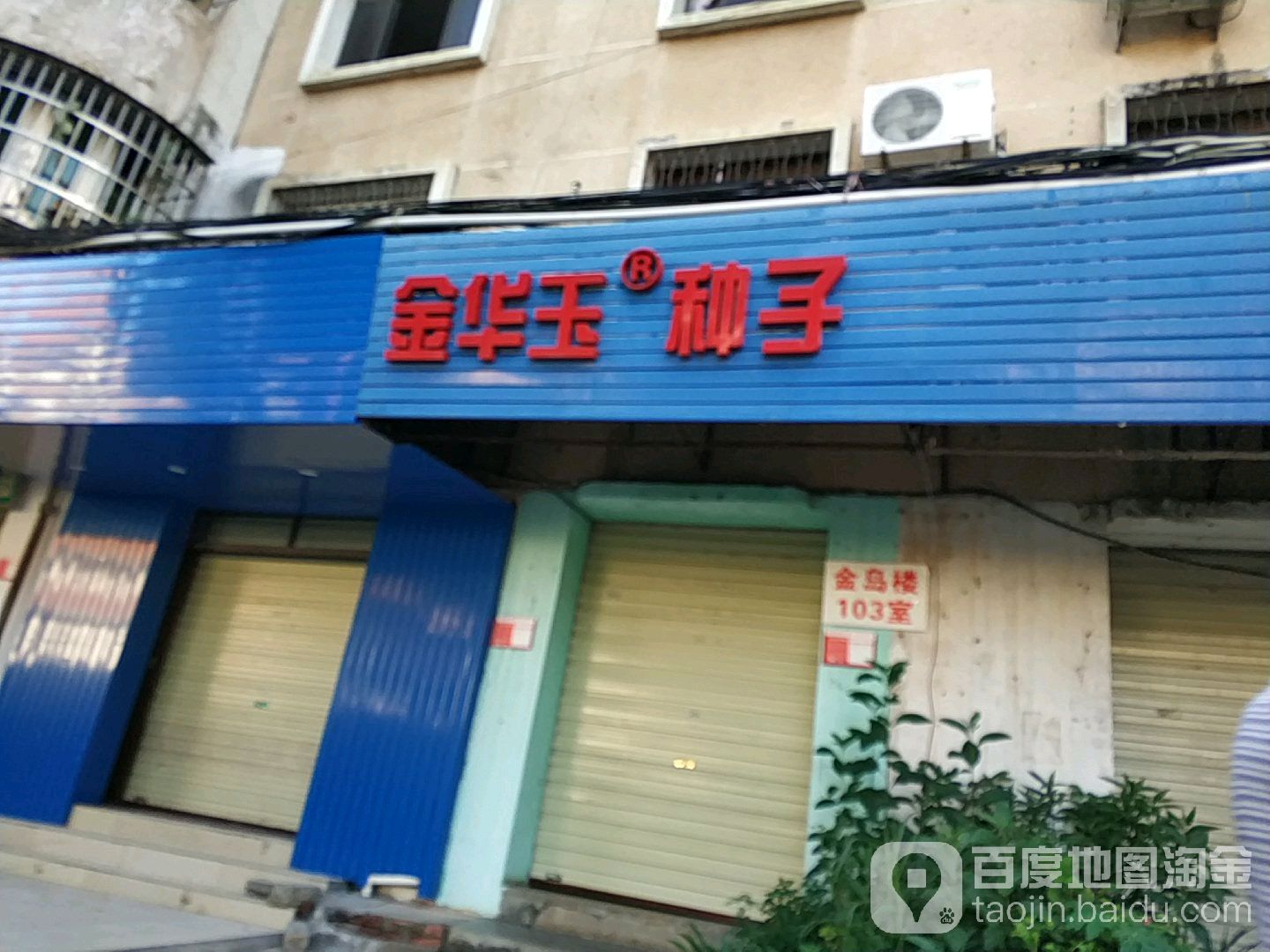 金华玉种子