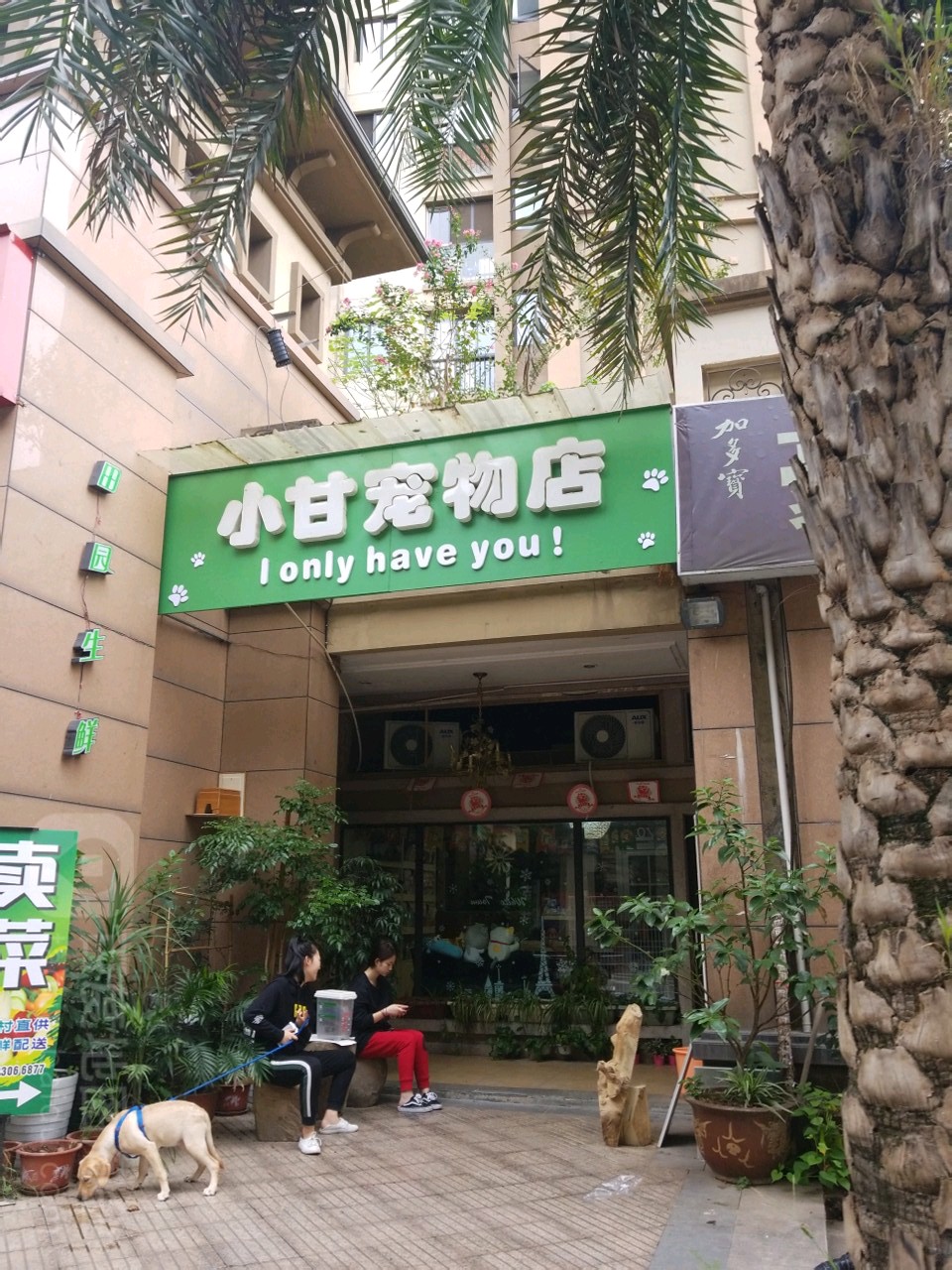 小甘宠物店