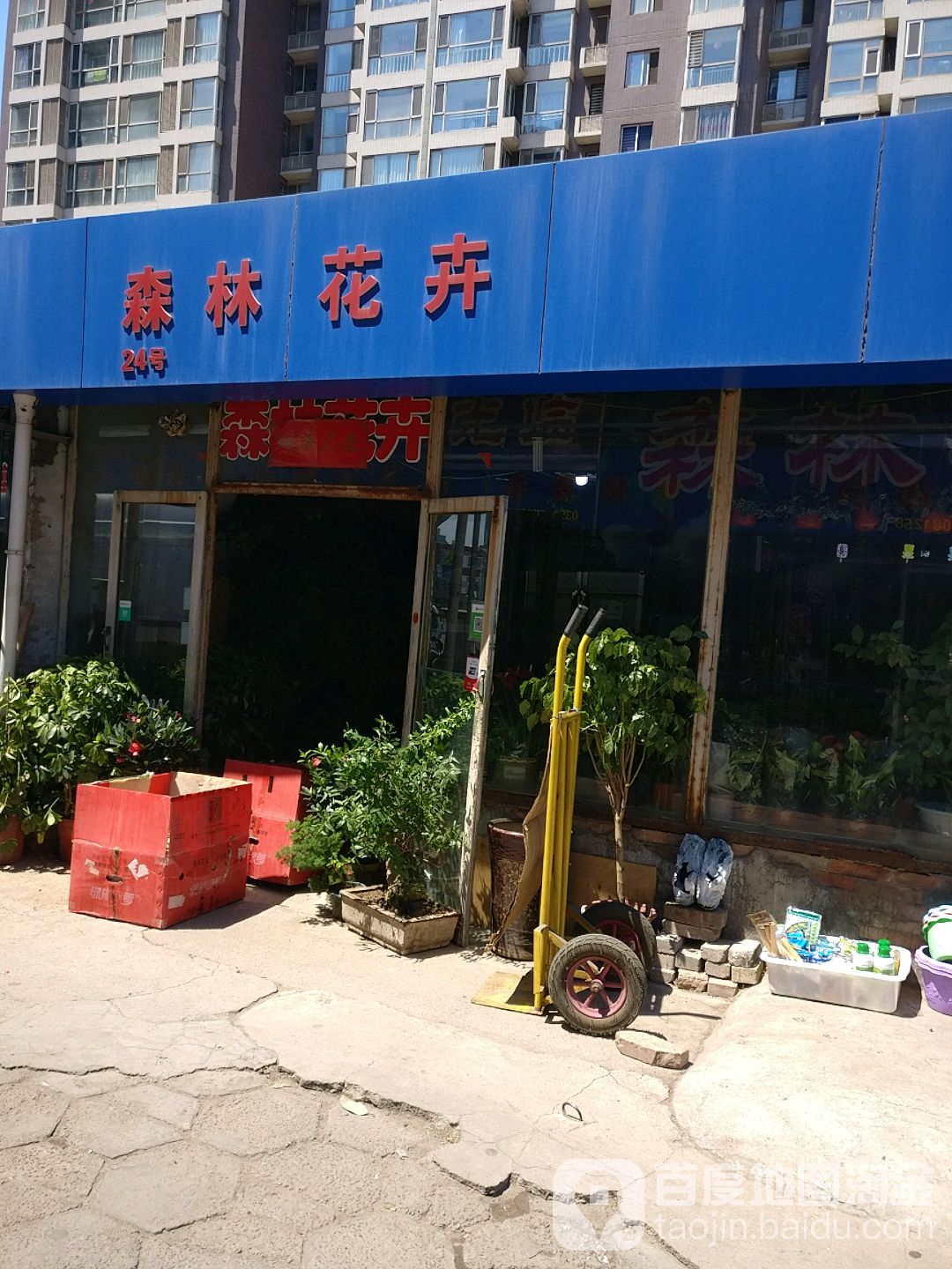 森林花卉