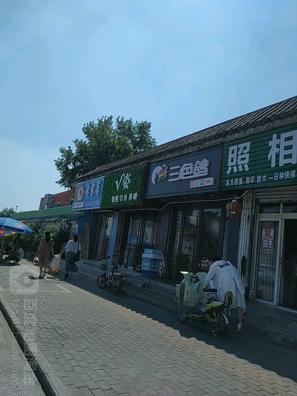 三色鸽(94店)