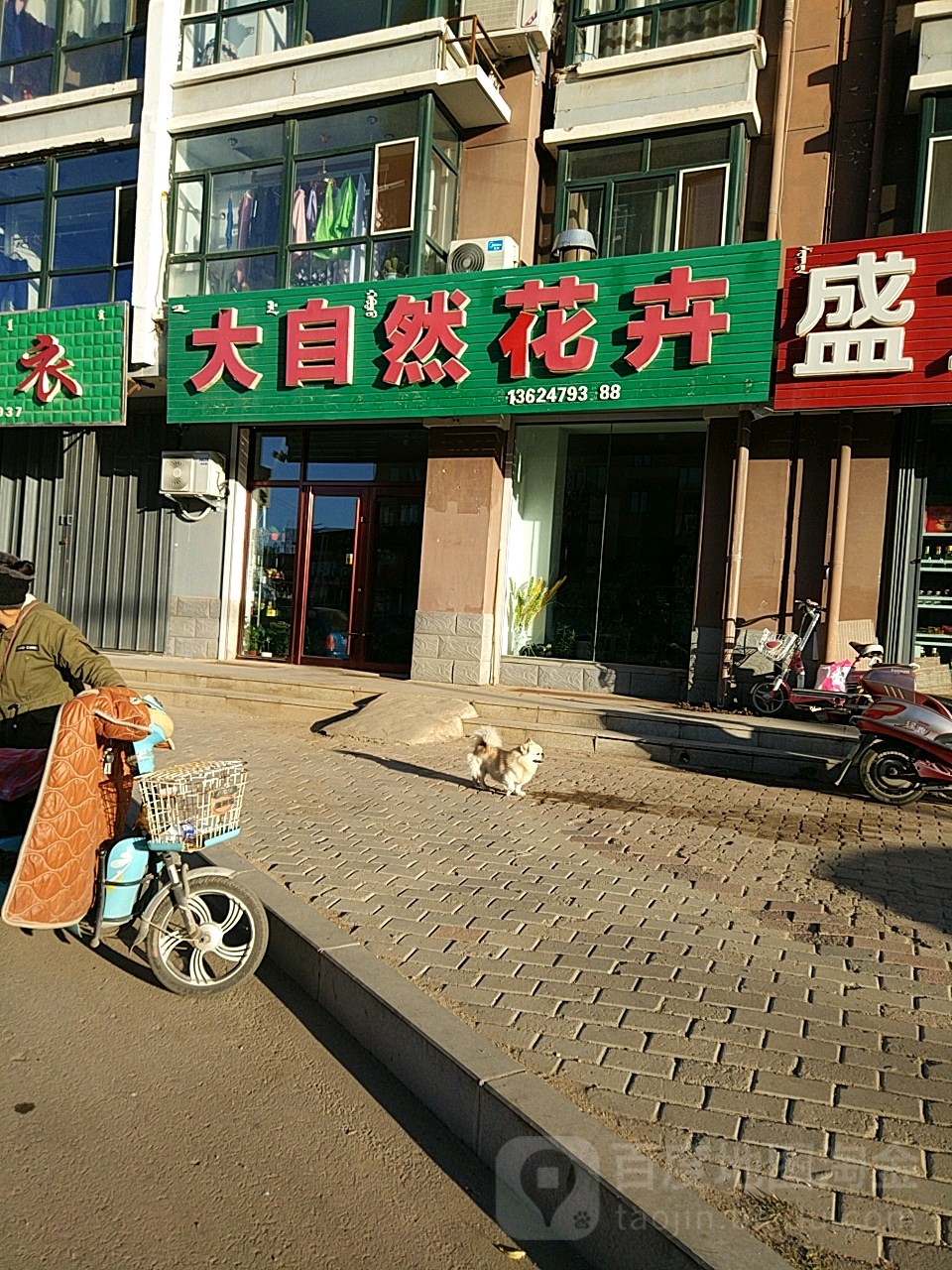 大自然花卉