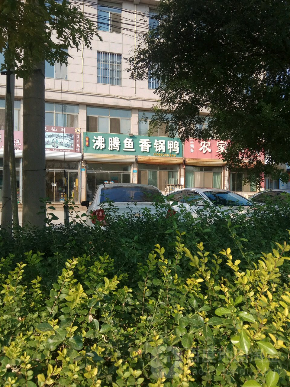 鱼想过鸭