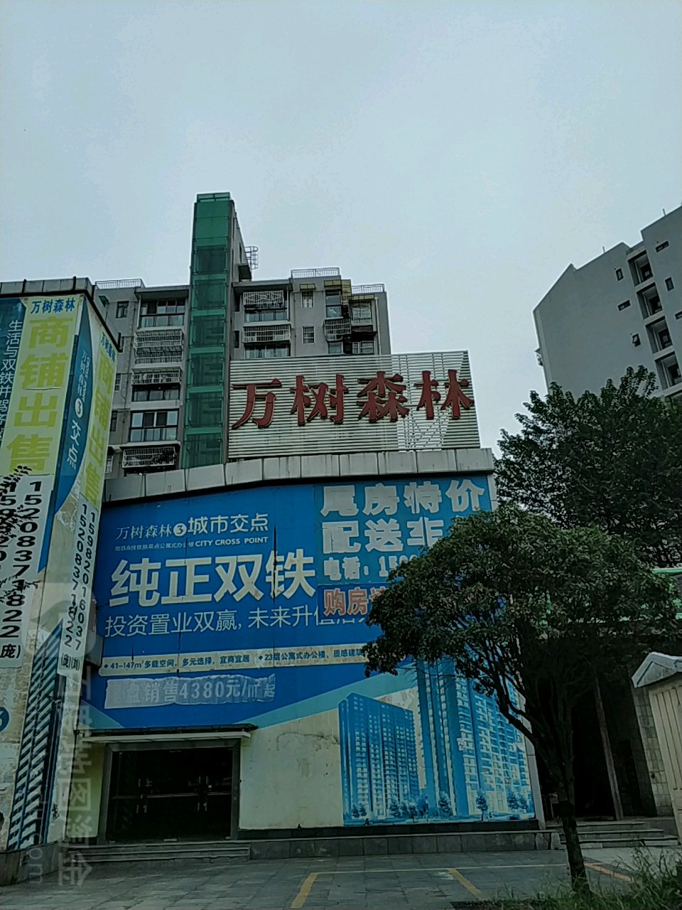 镇万树森林