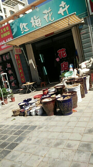 红梅花卉
