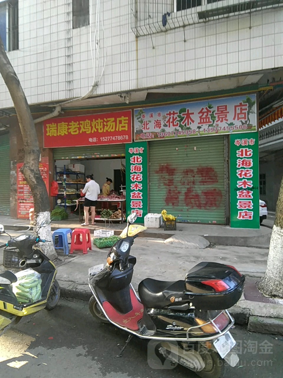 岑溪市(北海花木盆景店)