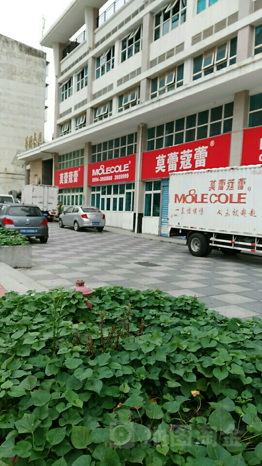 莫蕾蔻蕾