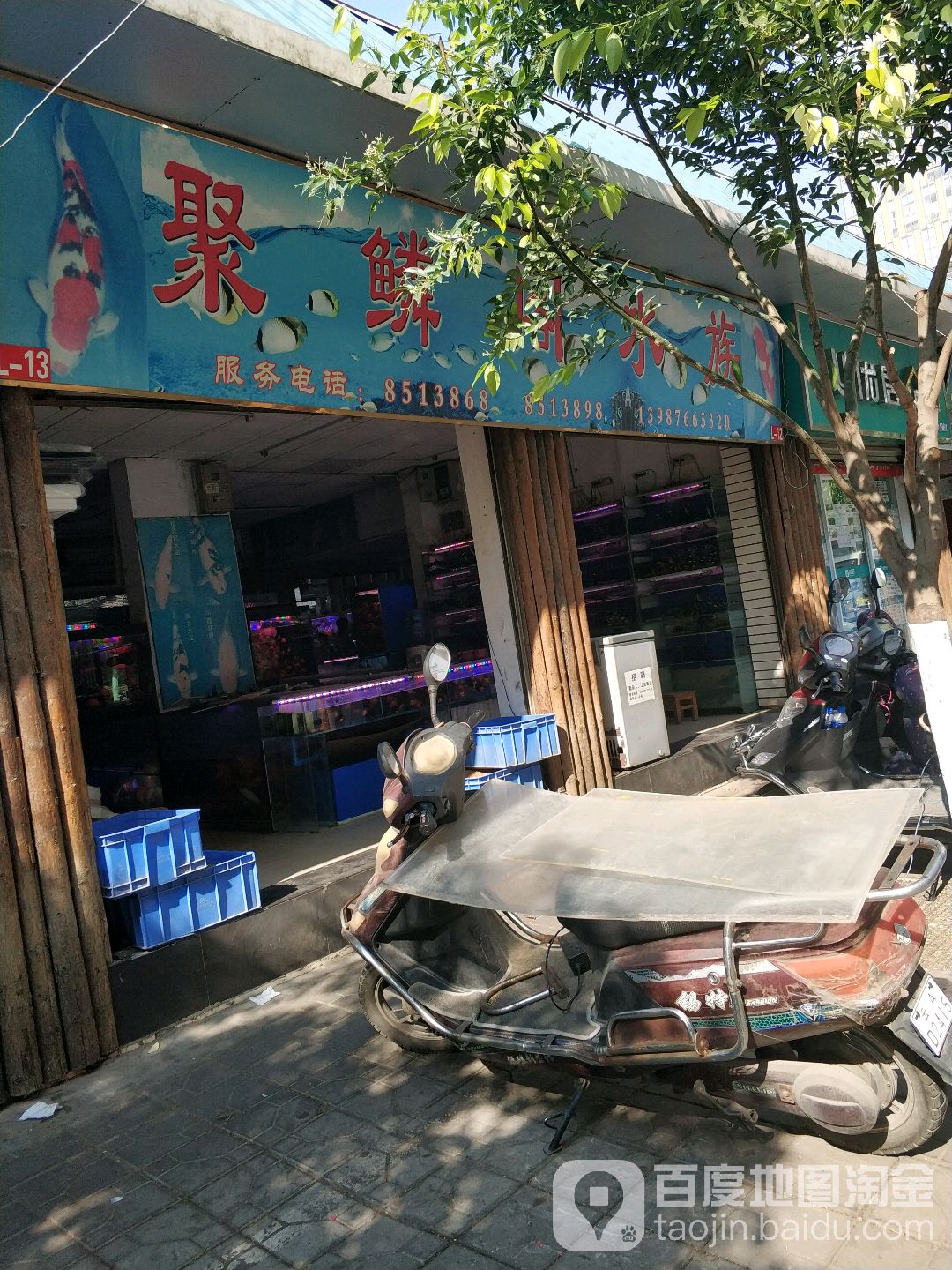 聚鳞阁水族(云纺花鸟市场店)