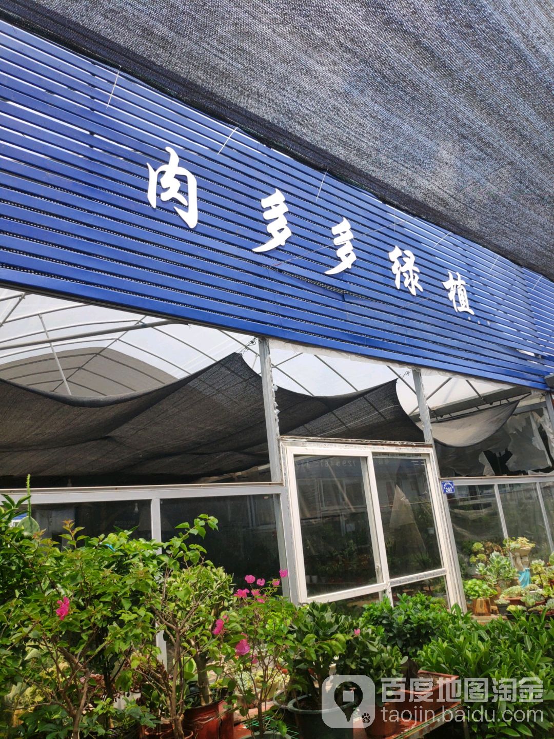 肉多多绿植