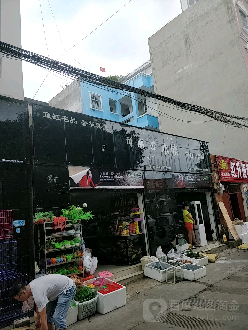 可爱丽水族(蒙自专卖店)