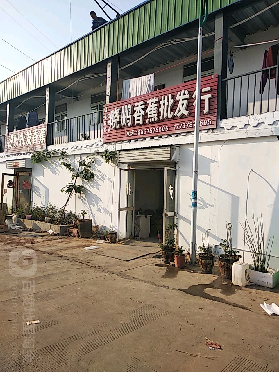 江鹏香蕉批发行
