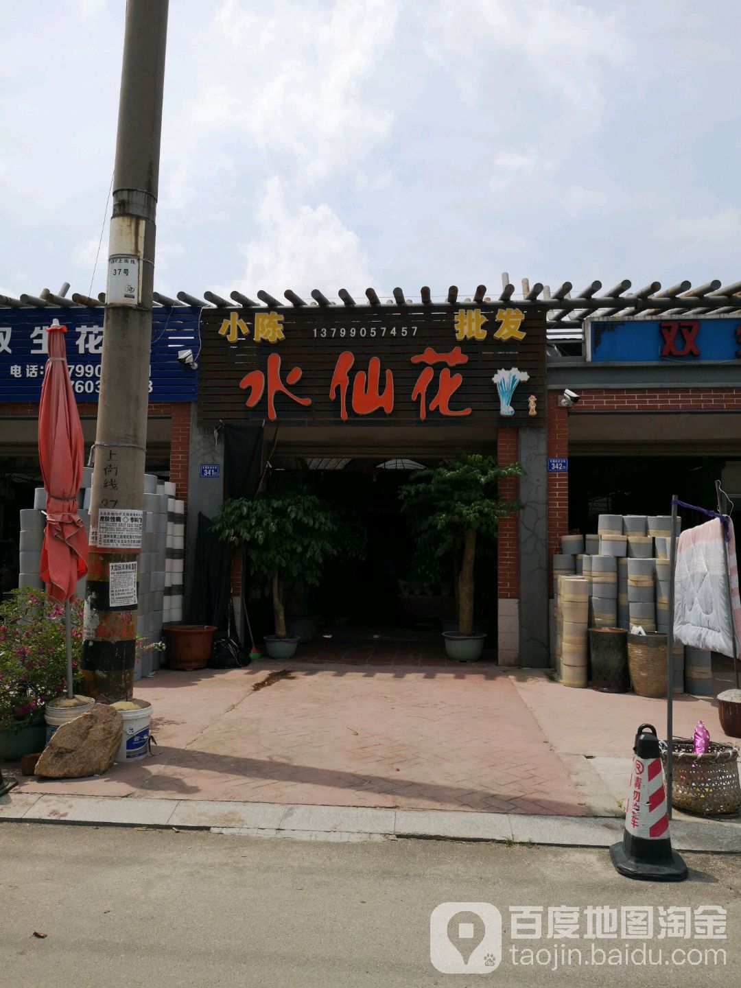 小陈水仙花批发