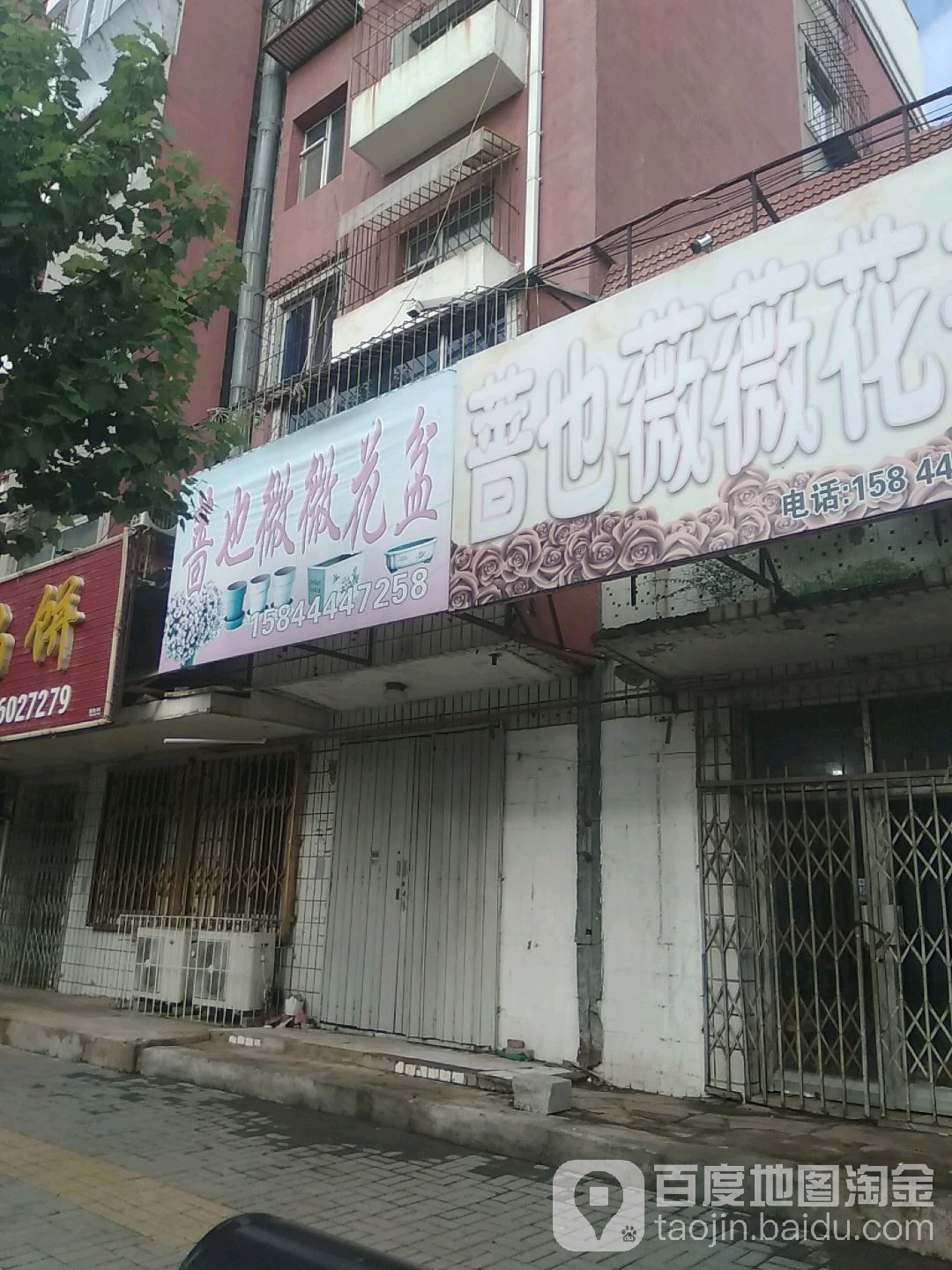 蔷也薇薇花卉