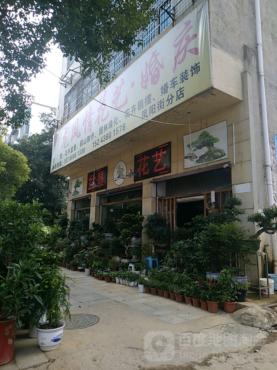 龙凤情花艺婚庆(凤阳街分店)