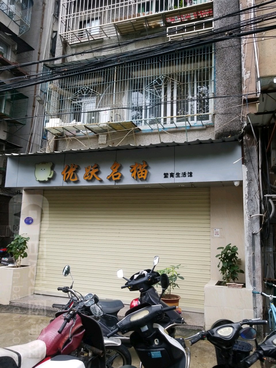 优跃名猫繁育生活管(石榴园店)