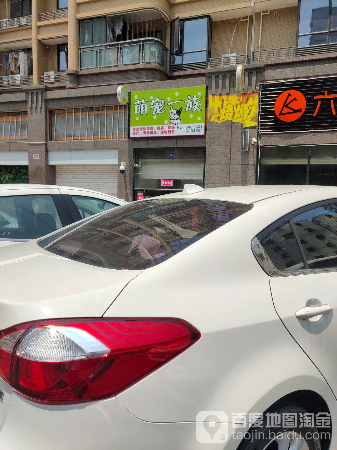 萌宠一族宠物店(厦门本地繁殖直营店)