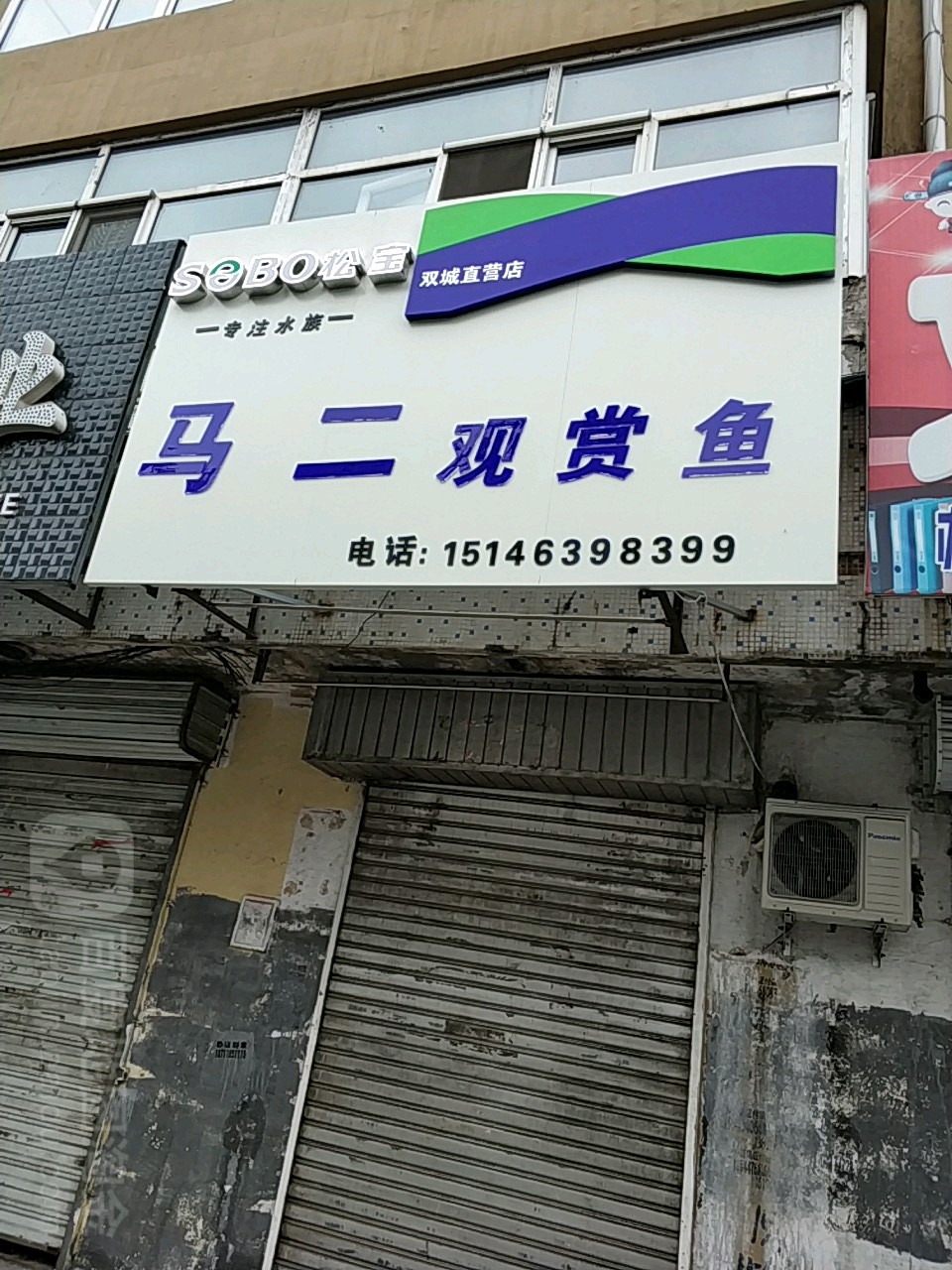 马二观赏鱼