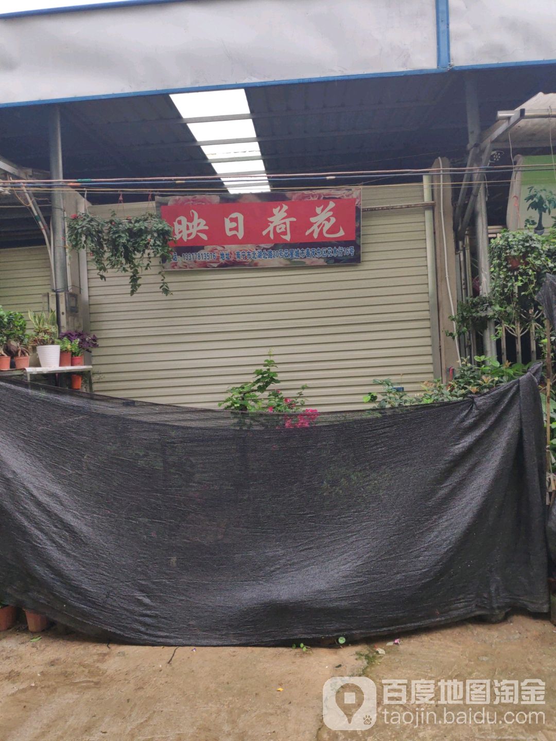 映日荷花