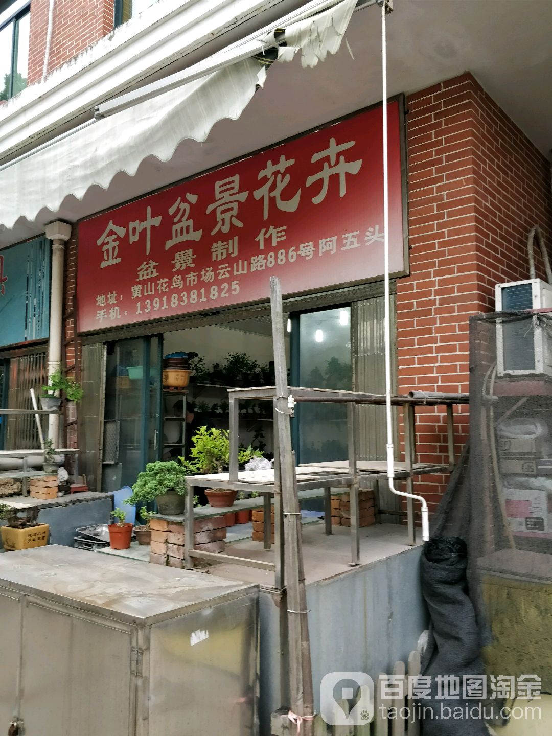 金叶盆景花卉(云山休闲广场店)