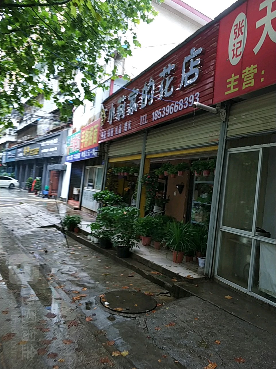 小莉家的花店