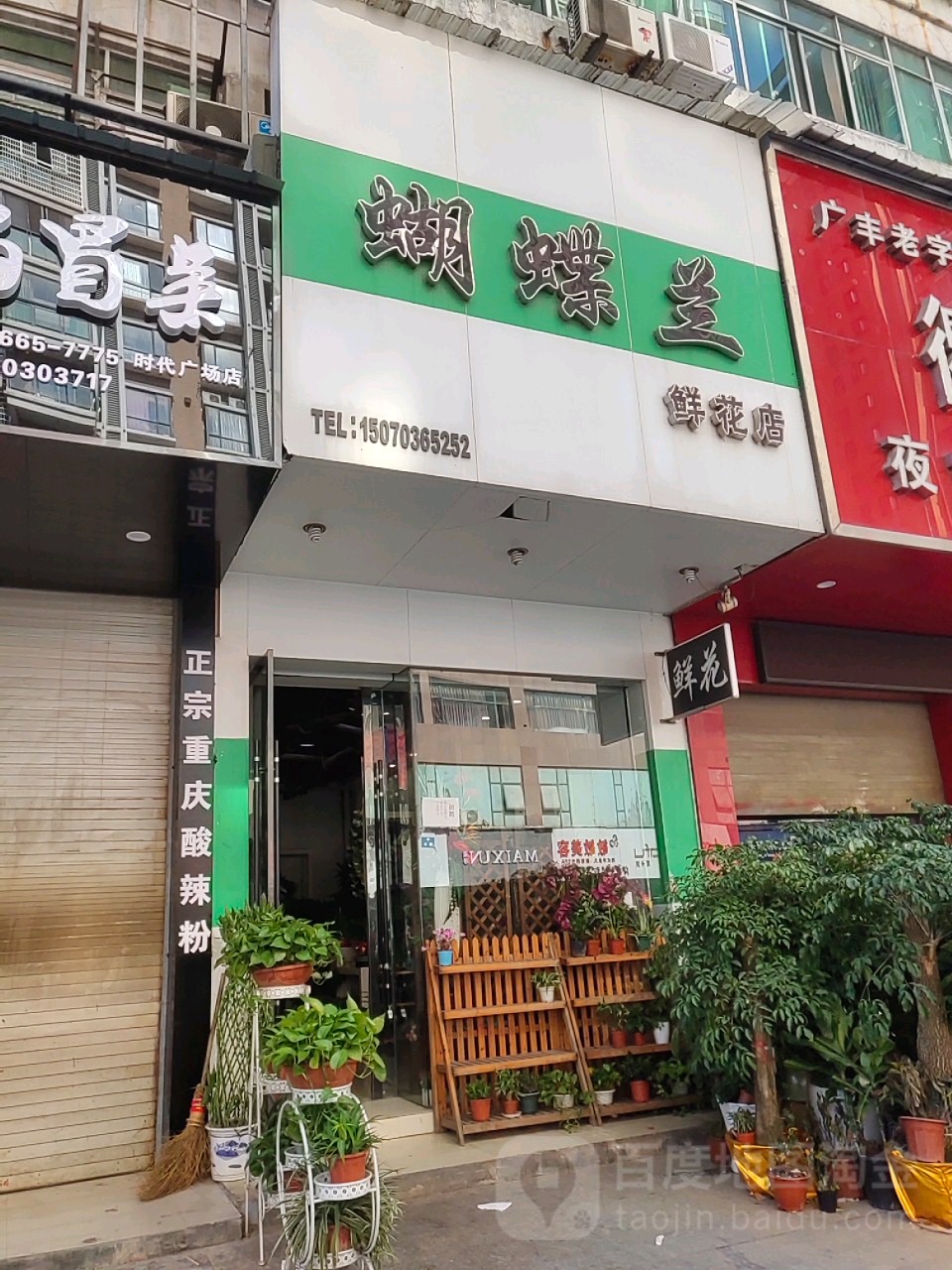 蝴蝶兰鲜花店