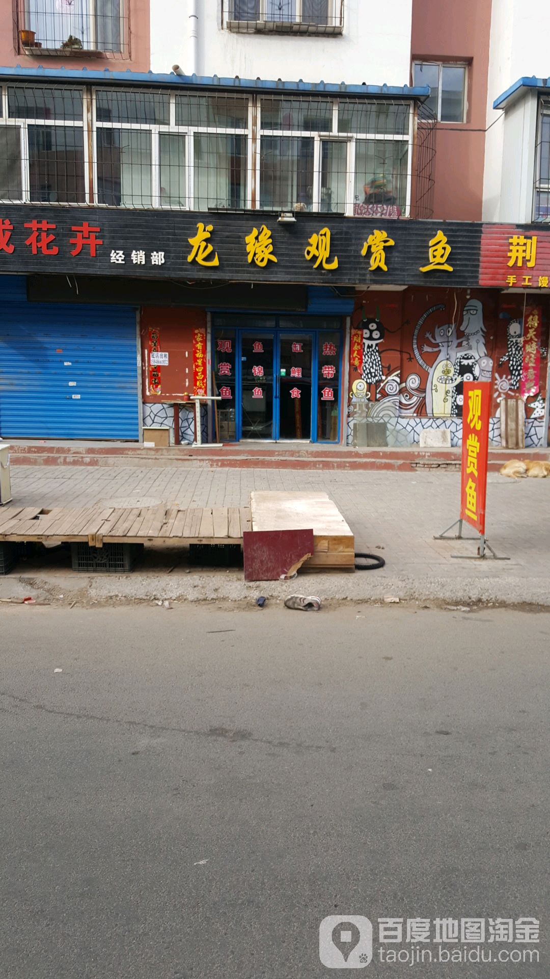 龙缘观赏鱼