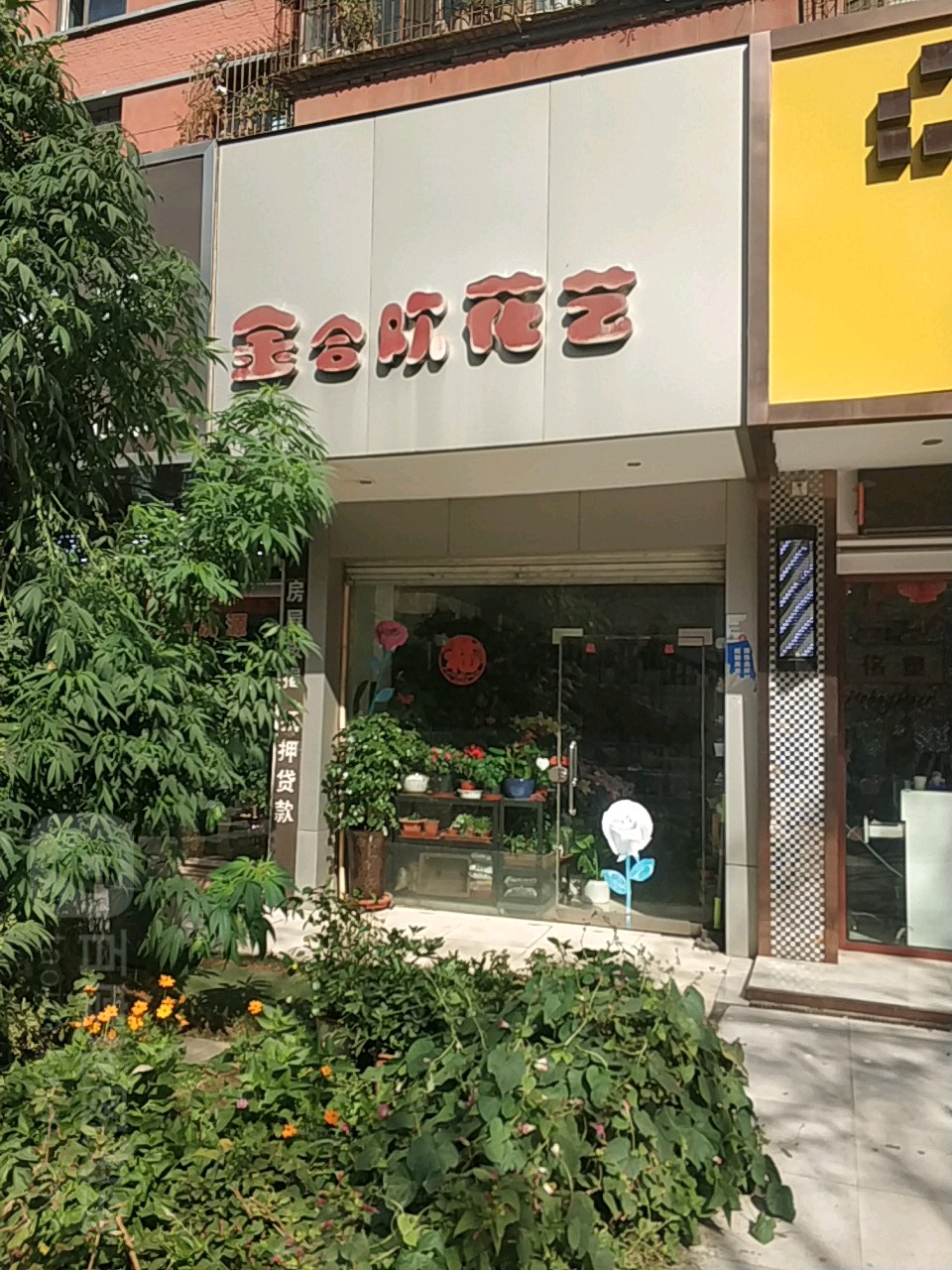 金合欢花艺