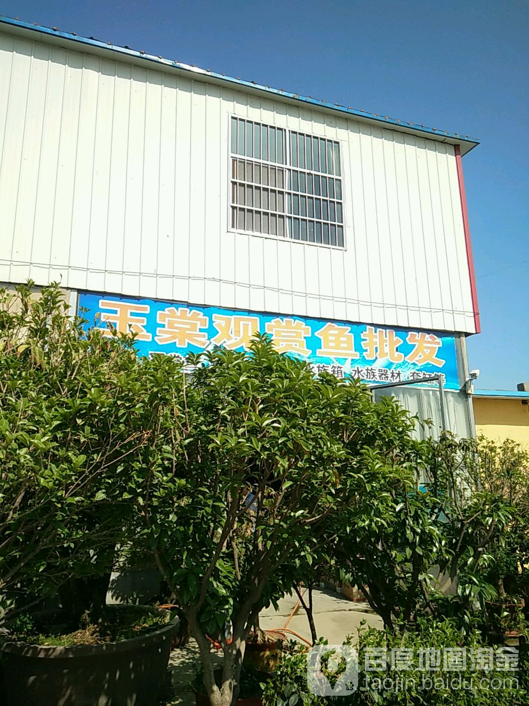 玉棠观赏鱼批发