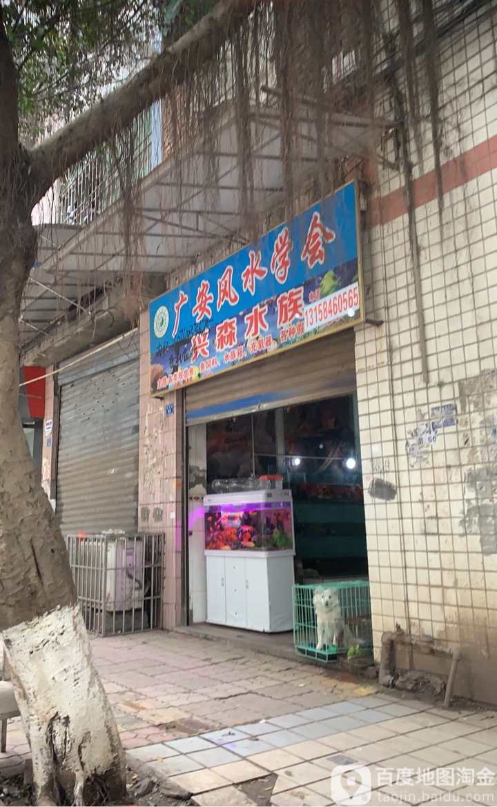 兴森水族